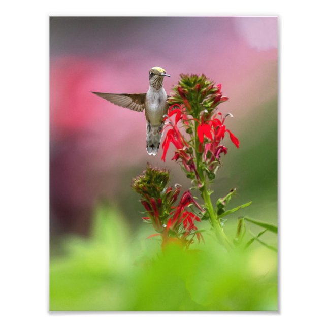 Hummingbird och kardinalblomma fototryck (Framsidan)