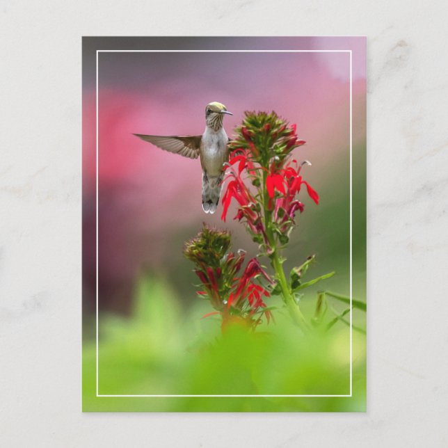 Hummingbird och kardinalblomma vykort (Framsida)