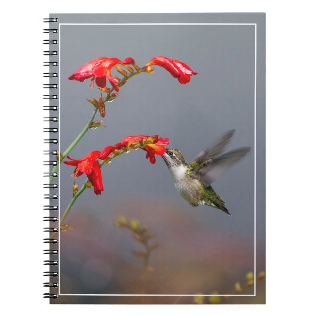 Hummingbird och krokosmia anteckningsbok (Framsidan)