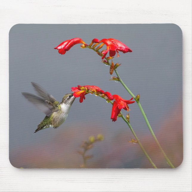 Hummingbird och krokosmia musmatta (Framsidan)