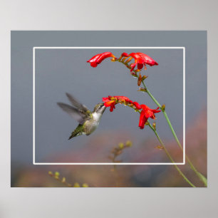 Hummingbird och krokosmia poster