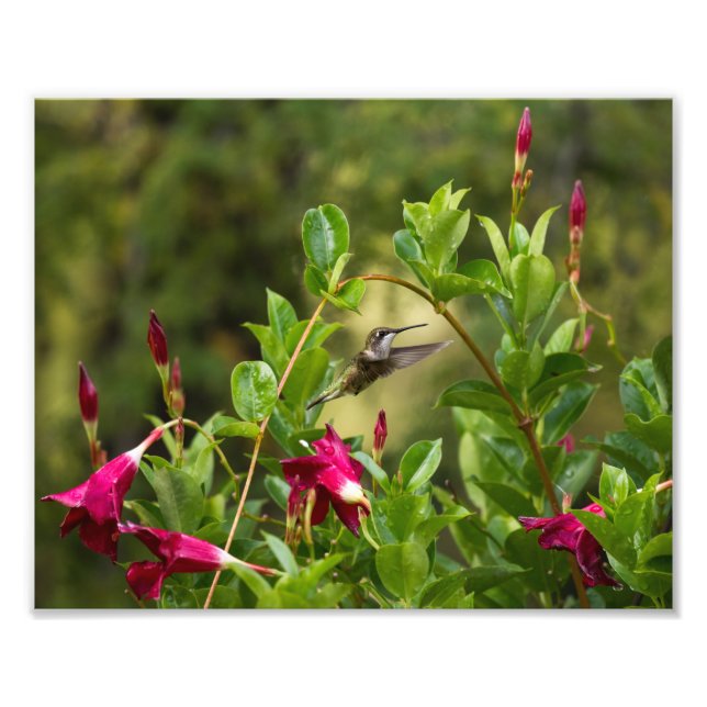 Hummingbird och Mandevilla Fototryck (Framsidan)