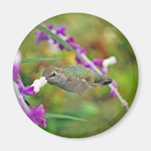 Hummingbird- och mexikanvis man II Magnet