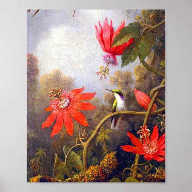 Hummingbird och Passiflora av Martin Johnson Heade Poster (Framsidan)