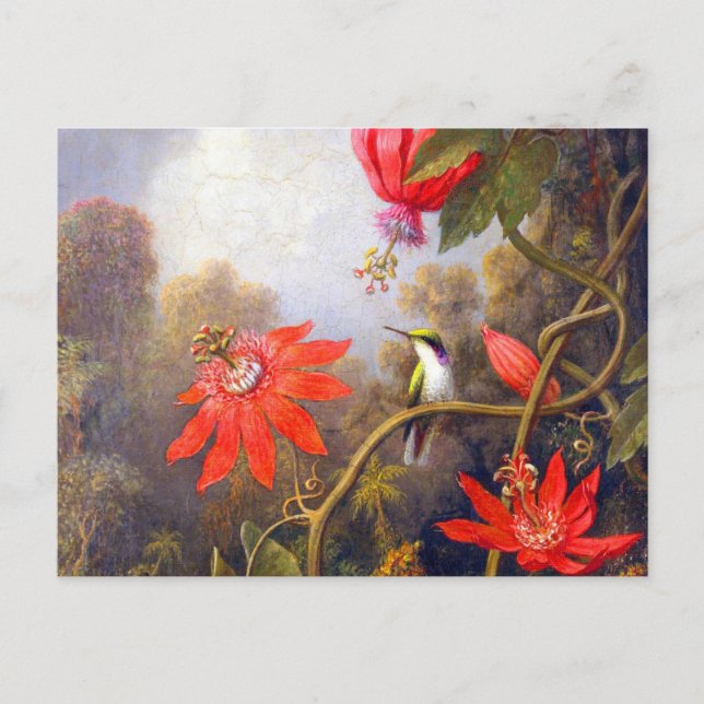Hummingbird och Passiflora av Martin Johnson Heade Vykort (Framsida)