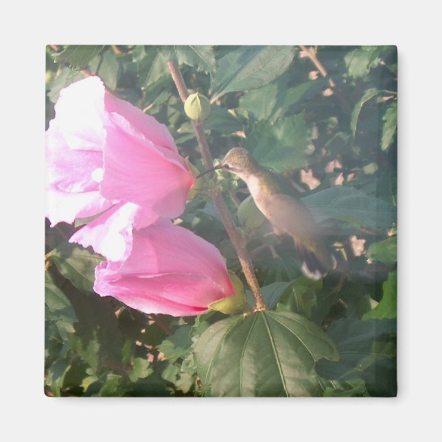 Hummingbird och Ro i Sharon Magnet (Framsidan)