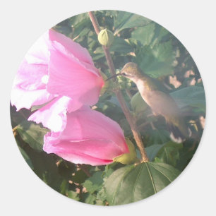 Hummingbird och Ro i Sharon Runt Klistermärke