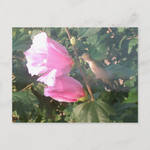 Hummingbird och Ro i Sharon Vykort