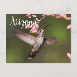 Hummingbird och rosa blommor, Arizona Vykort
