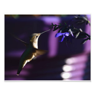 Hummingbird och Salvia Black & Blue Fototryck