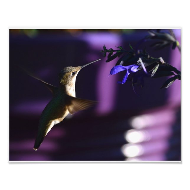 Hummingbird och Salvia Black & Blue Fototryck (Framsidan)