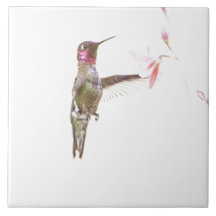 Hummingbird och singelblomma