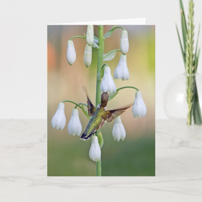 Hummingbird och sommarhyacint kort (Framsida)
