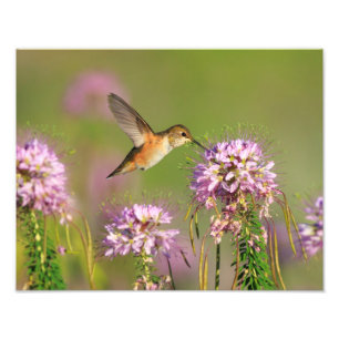 Hummingbird och vildblommar fototryck