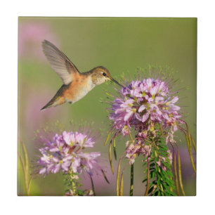 Hummingbird och vildblommar kakelplatta