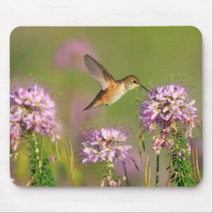Hummingbird och vildblommar musmatta