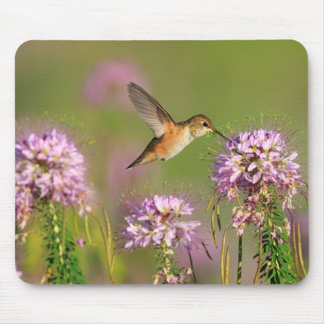 Hummingbird och vildblommar musmatta (Framsidan)
