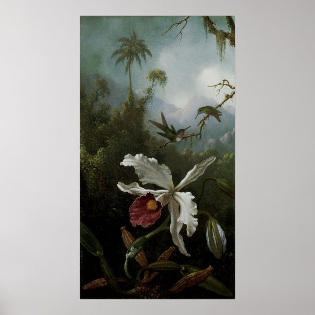 Hummingbird och White Orchid av Martin J. Heade Poster (Framsidan)