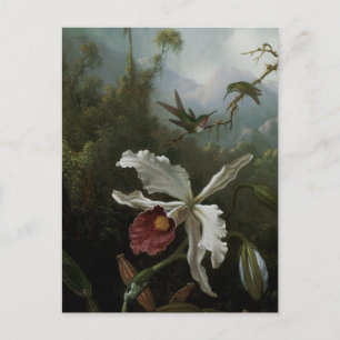 Hummingbird och White Orchid av Martin J. Heade Vykort