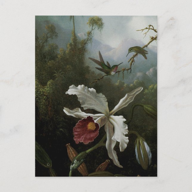 Hummingbird och White Orchid av Martin J. Heade Vykort (Framsida)