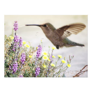 Hummingbird och Wildblommor Digital Art Fototryck