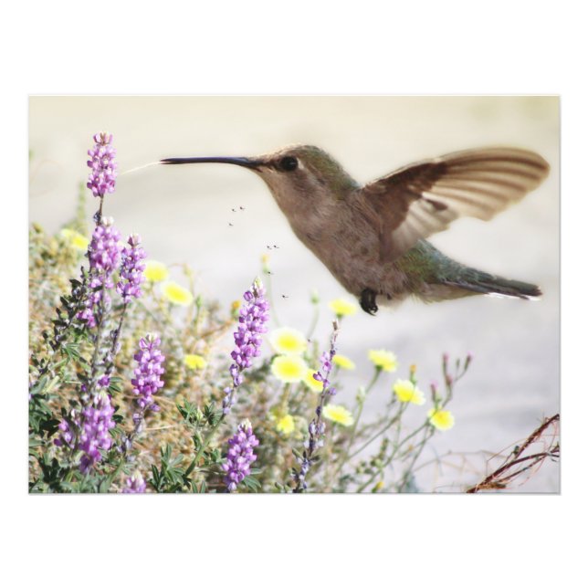 Hummingbird och Wildblommor Digital Art Fototryck (Framsidan)