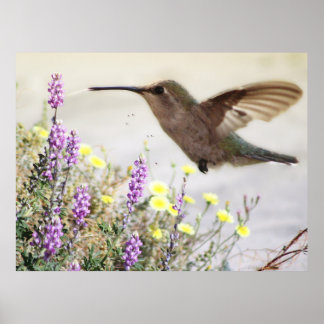 Hummingbird och Wildblommor Digital Art Poster