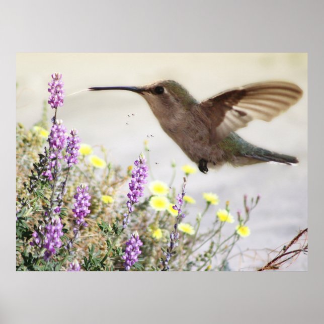 Hummingbird och Wildblommor Digital Art Poster (Framsidan)