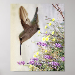 Hummingbird och Wildblommor Digital Art Poster