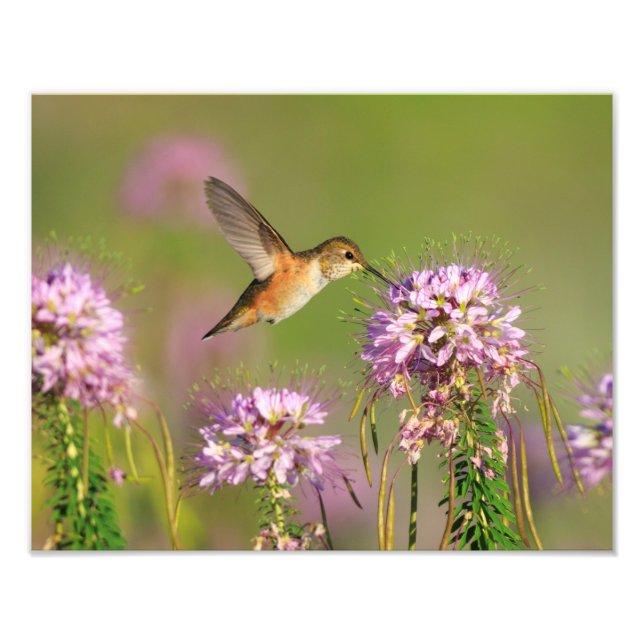 Hummingbird och Wildblommor Fototryck (Framsidan)