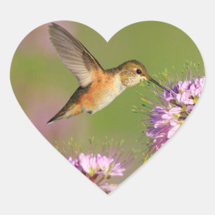 Hummingbird och Wildblommor Hjärtformat Klistermärke