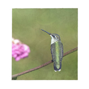 Hummingbird och Zinnia Anteckningsblock