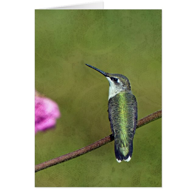 Hummingbird och Zinnia Hälsningskort (Framsidan)