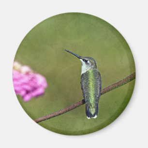 Hummingbird och Zinnia Magnet