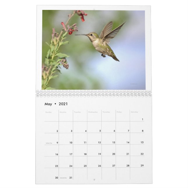Hummingbird of California 2024 Calendar Kalender (May 2021)