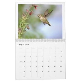 Hummingbird of California 2024 Calendar Kalender