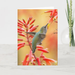 Hummingbird omgiven av röd yucca helgkort