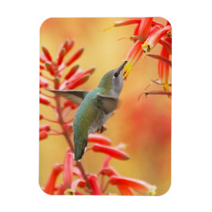 Hummingbird omgiven av röd yucca magnet