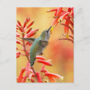 Hummingbird omgiven av röd yucca vykort