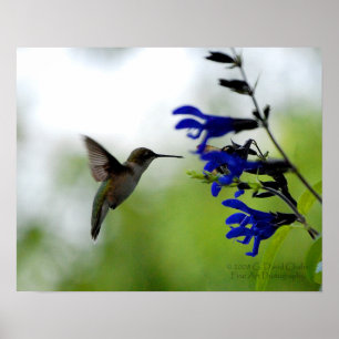 Hummingbird på Blue Salvia Poster
