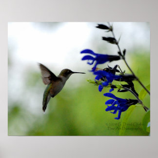 Hummingbird på Blue Salvia Poster