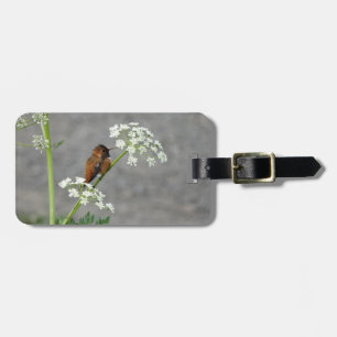 Hummingbird på drottning Anns snöre-blomma Bagagebricka