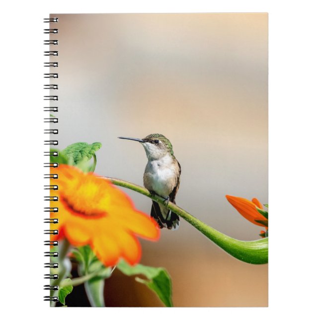 Hummingbird på en blommar anläggning anteckningsbok (Framsidan)