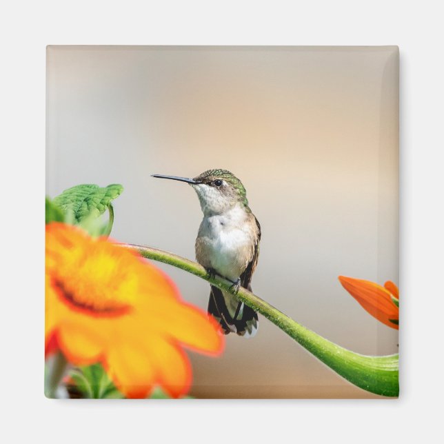 Hummingbird på en blommar anläggning magnet (Framsidan)