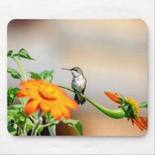 Hummingbird på en blommar anläggning musmatta