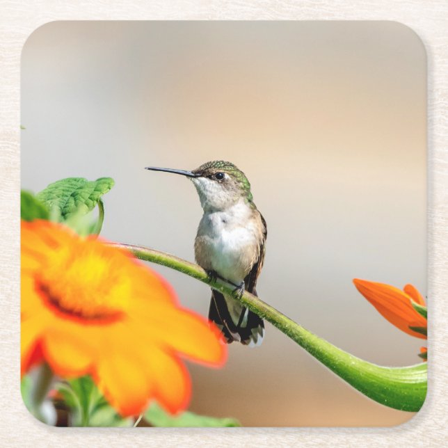 Hummingbird på en blommar anläggning underlägg papper kvadrat (Framsidan)