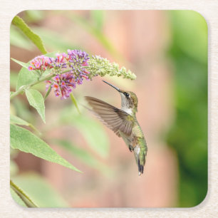 Hummingbird på en blommar anläggning underlägg papper kvadrat