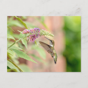 Hummingbird på en blommar anläggning vykort