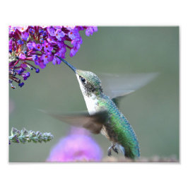 Hummingbird på en fjärilbuske fototryck