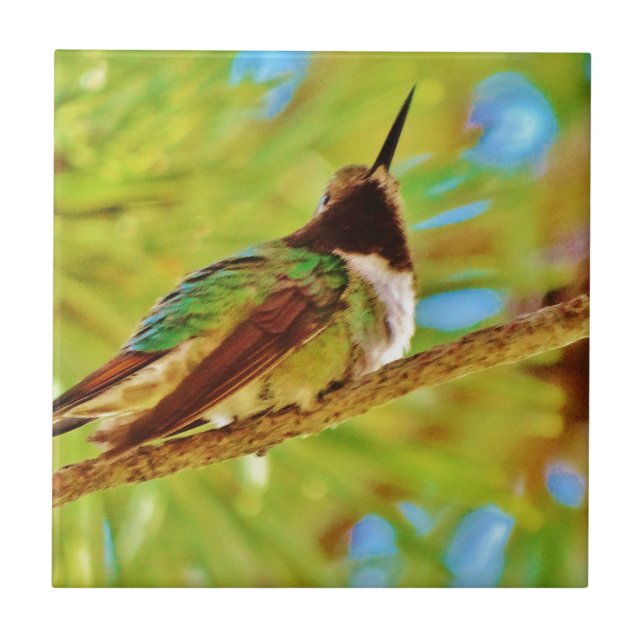 Hummingbird på evergreen kakelplatta (Framsidan)